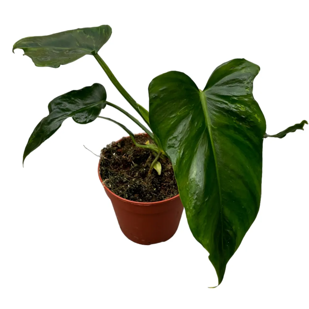 Philodendron Mottled Golden Dragon
