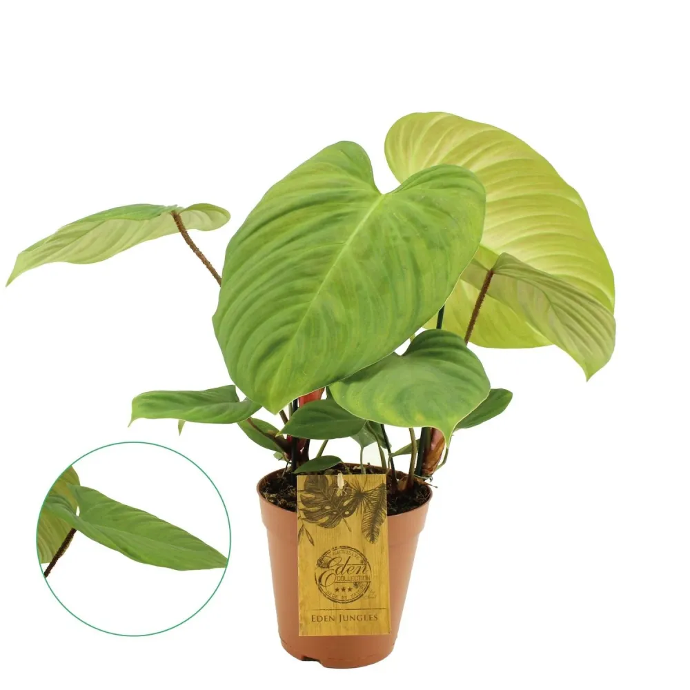 Philodendron nangaritense (Philodendron sp. Fuzzy Petiole) D15 - 2 plante/ghiveci