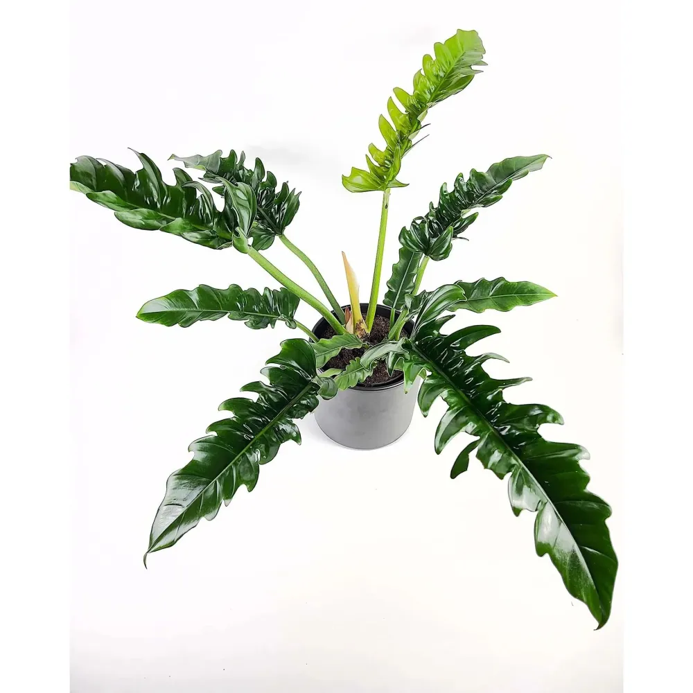 Philodendron 'Narrow Escape' (Sawtooth) - frunzis spectaculos cu aspect exotic