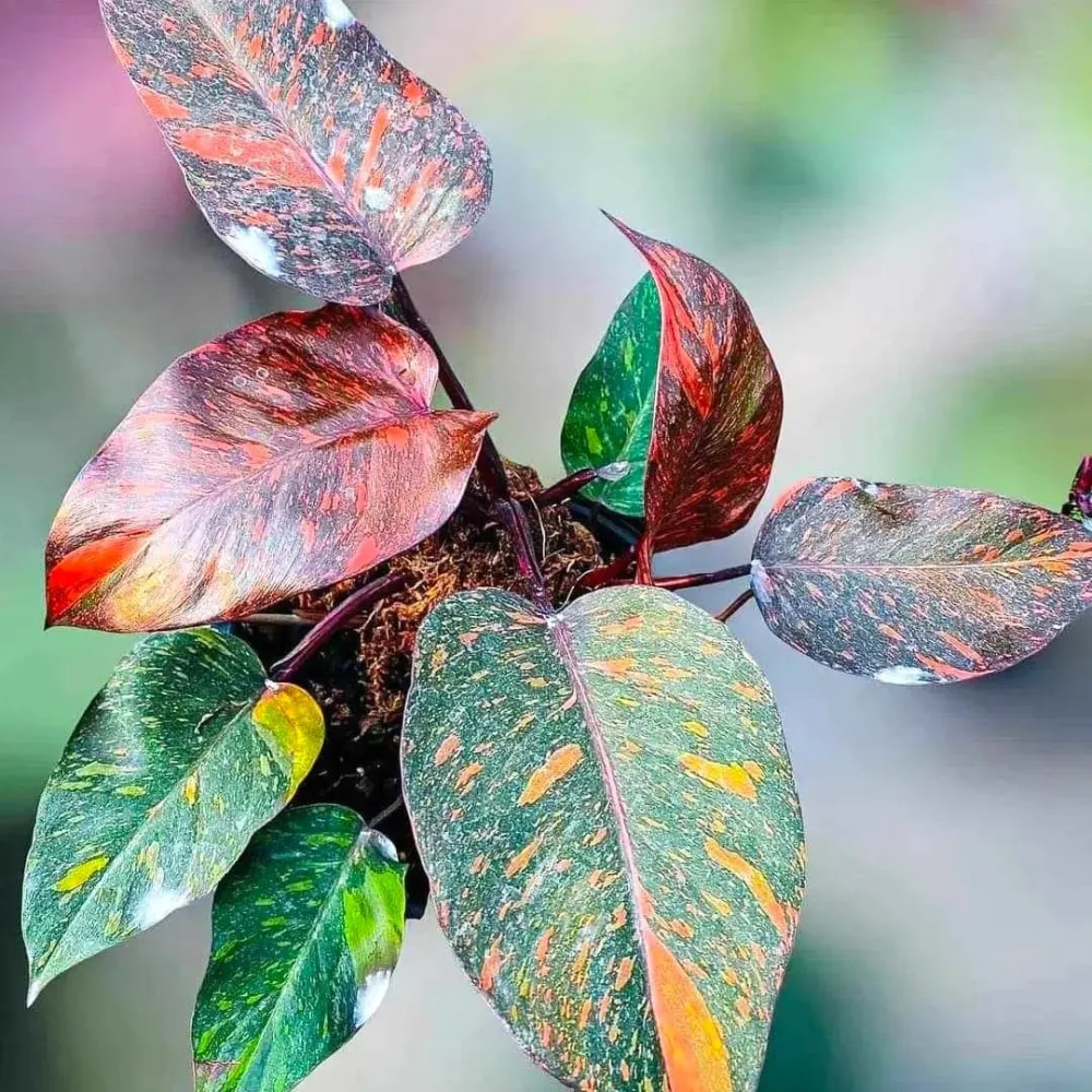 Philodendron Orange Princess (sp. 'Sunspot')