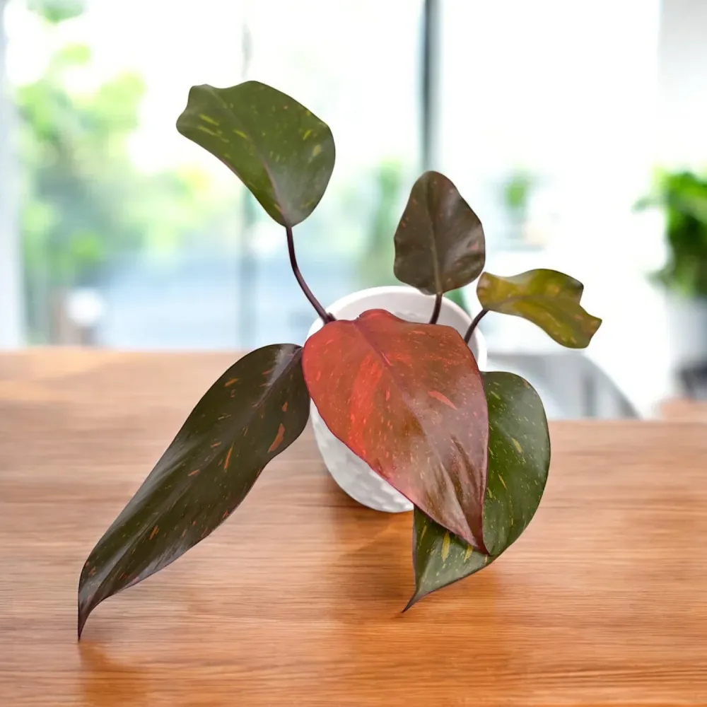 Philodendron Orange Princess (sp. 'Sunspot')