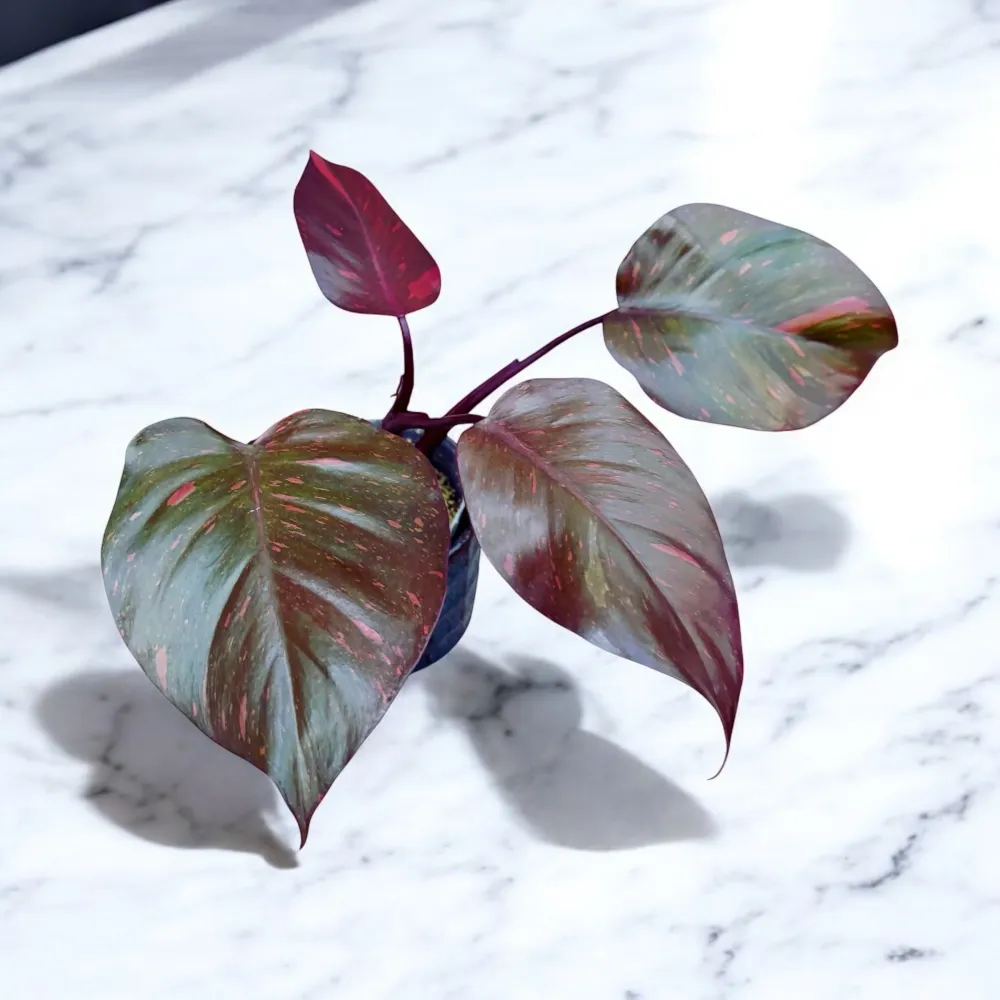 Philodendron Orange Princess (sp. 'Sunspot')