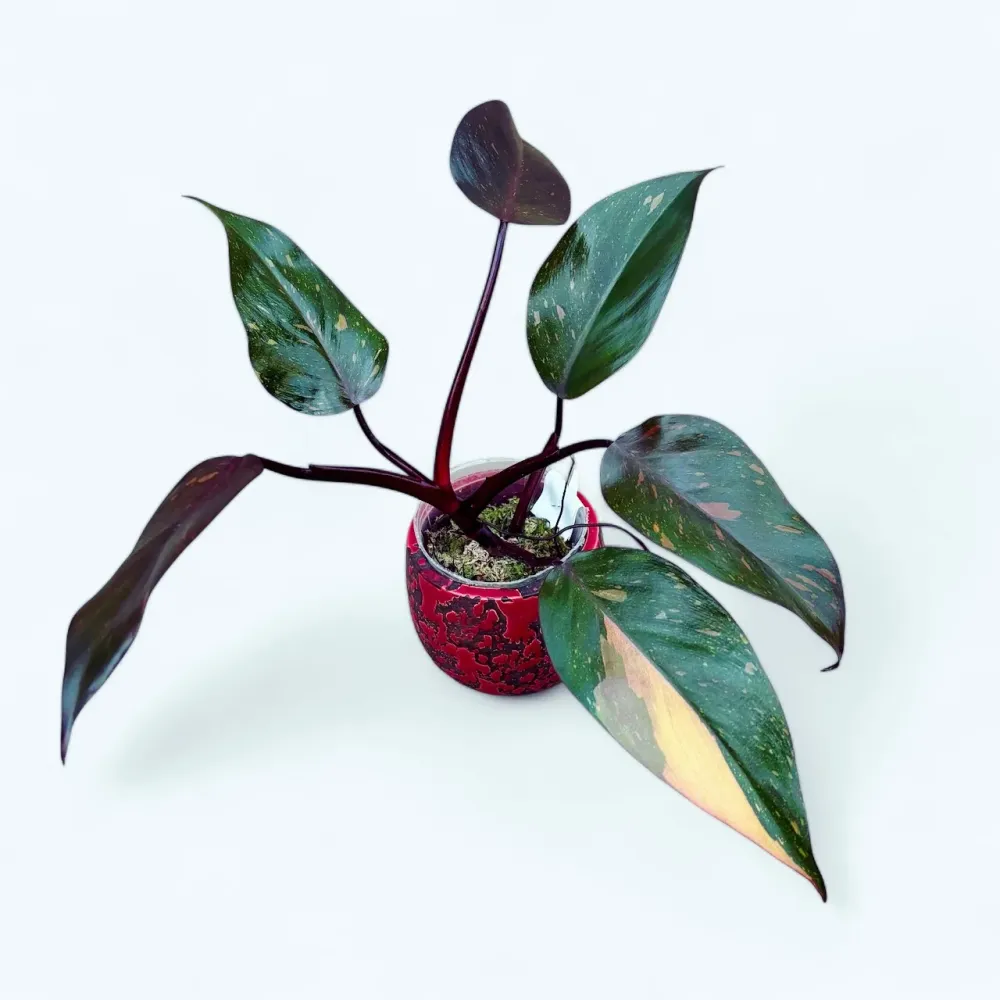 Philodendron Orange Princess (sp. 'Sunspot')