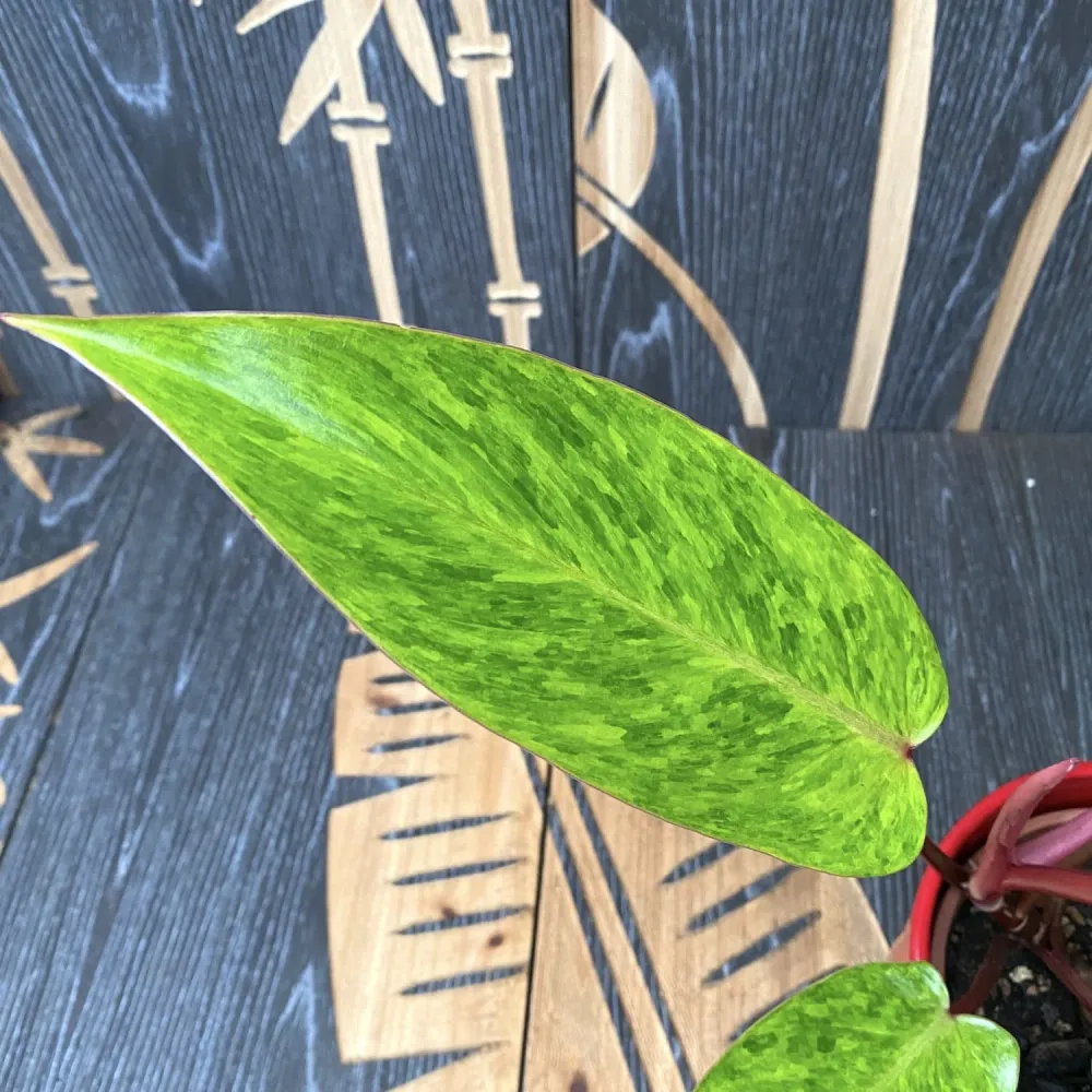 Philodendron 'Painted Lady' 1pp H20-30cm