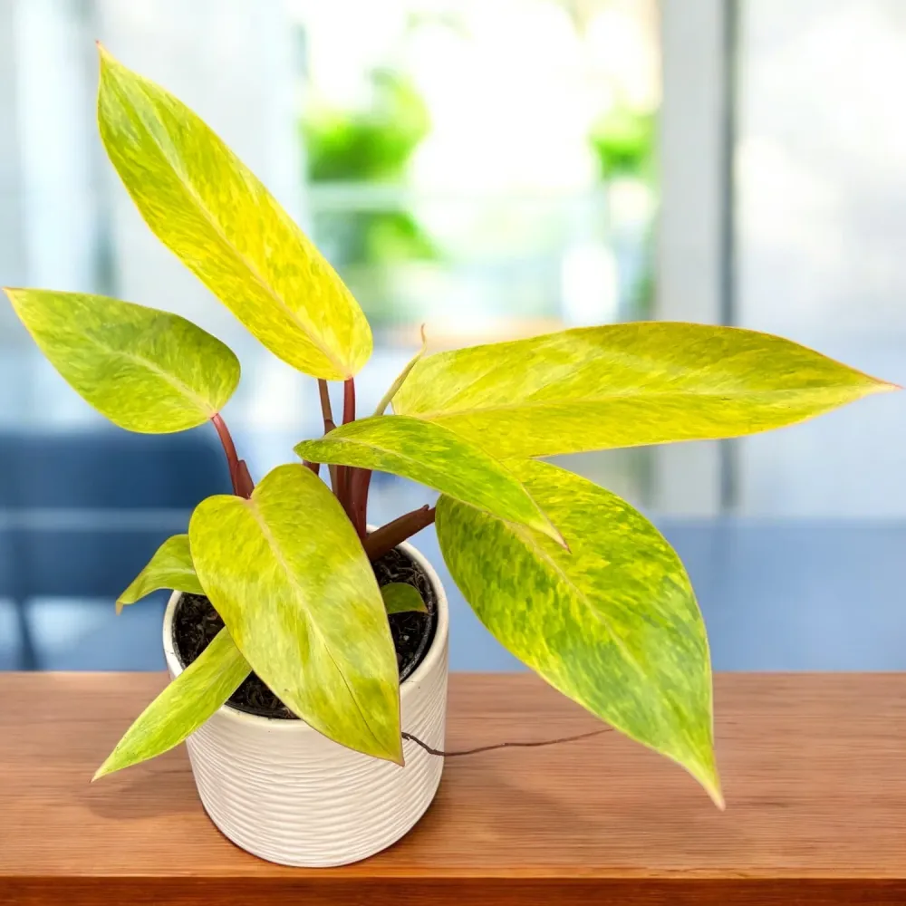 Philodendron 'Painted Lady' - 2 plante/ghiveci
