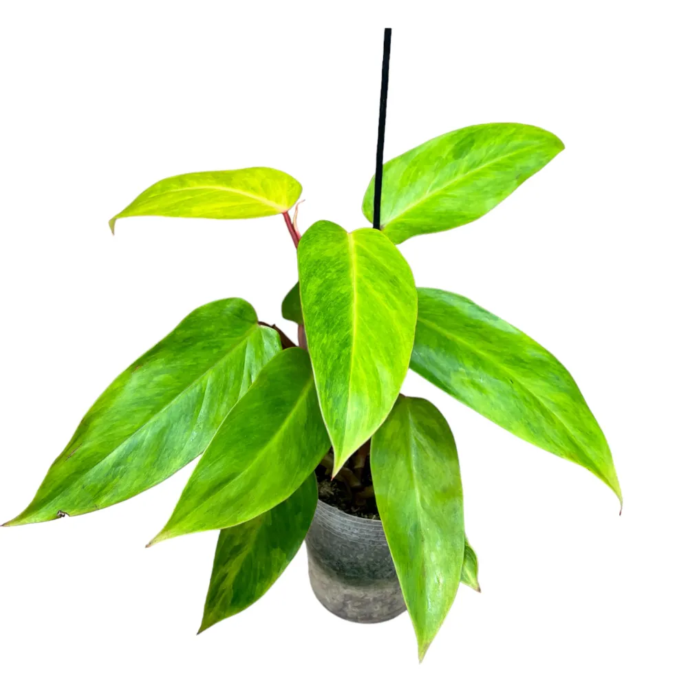 Philodendron 'Painted Lady' (Taiwan)