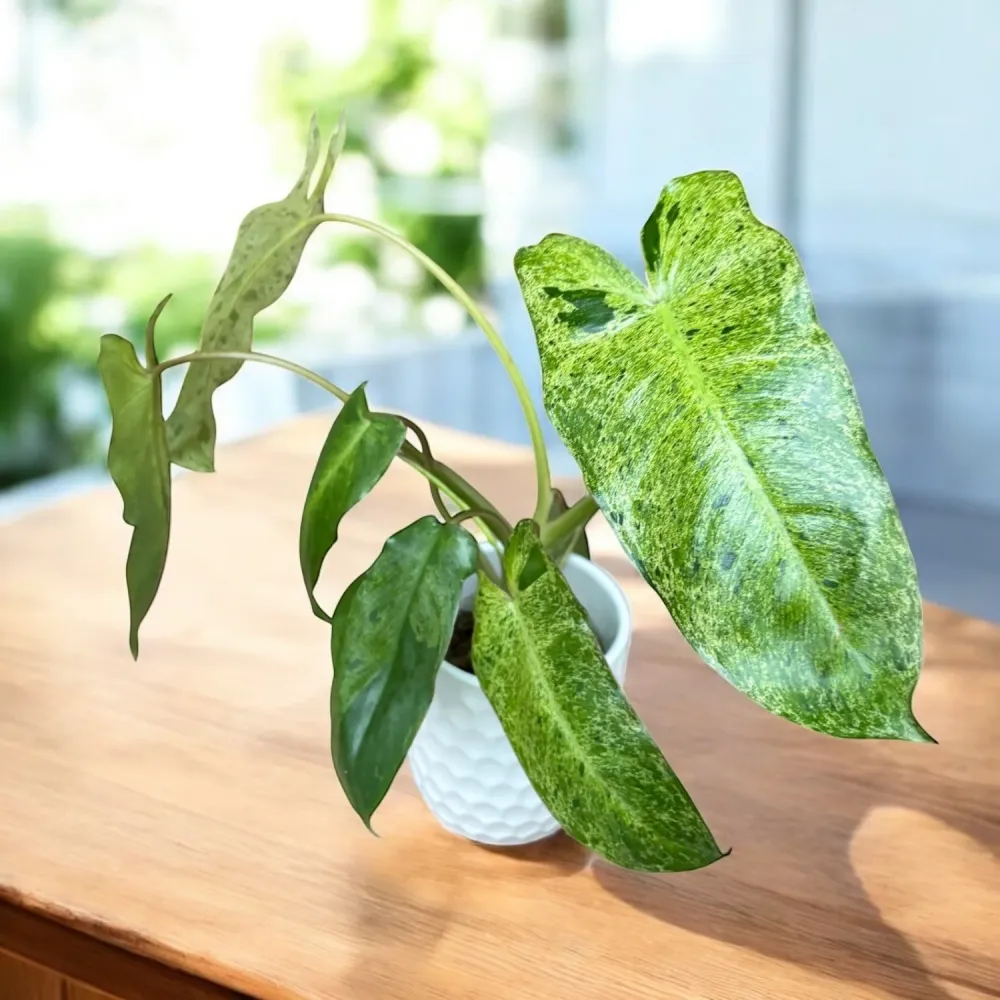 Philodendron Paraiso Verde (Taiwan)