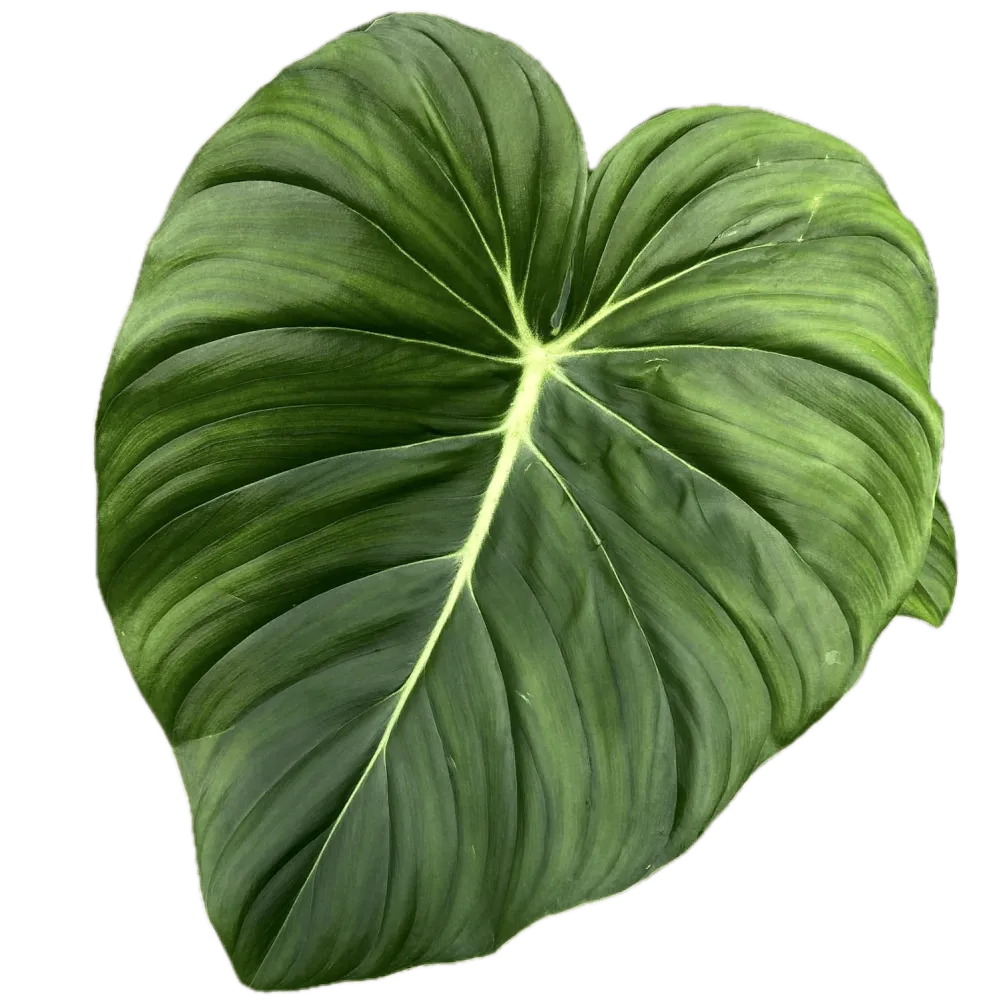 Philodendron pastazanum – frunze mari, varietate premium pentru colectionari