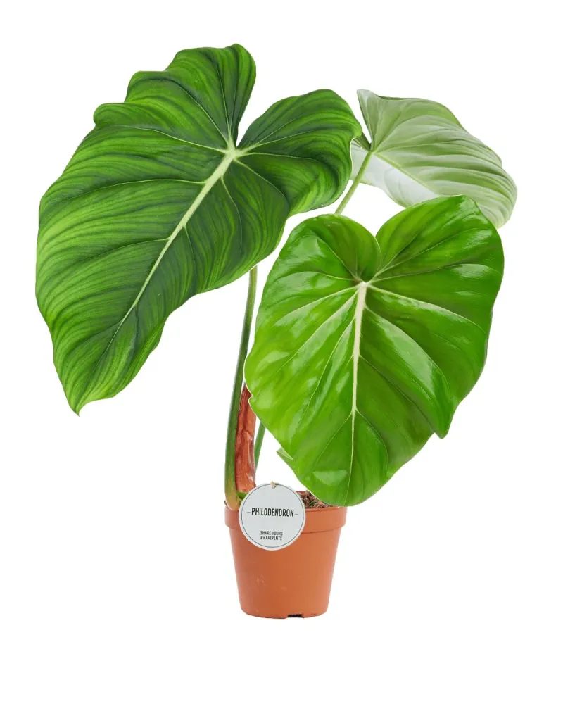 Philodendron pastazanum – frunze mari, varietate premium pentru colectionari