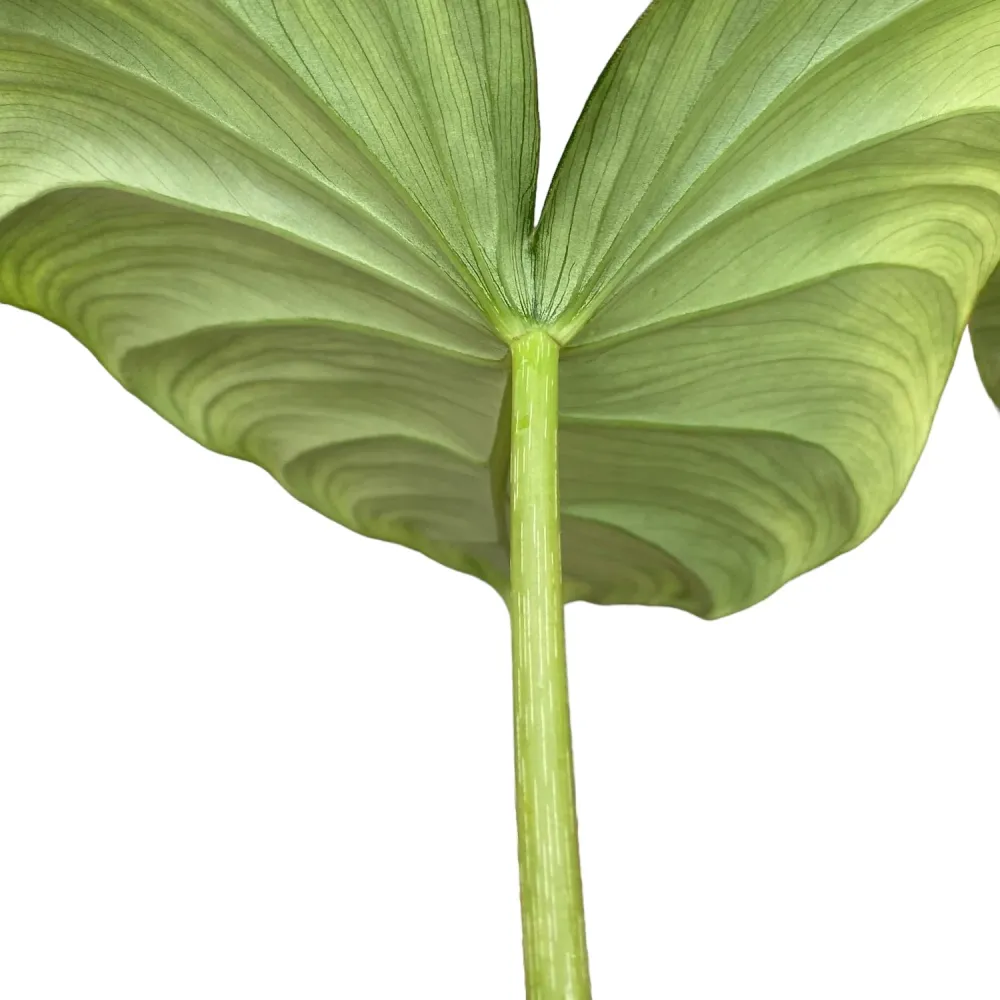 Philodendron pastazanum – frunze mari, varietate premium pentru colectionari