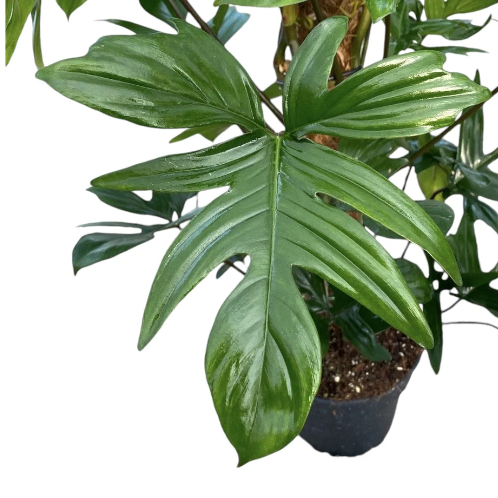 Philodendron Pedatum (Laciniatum)