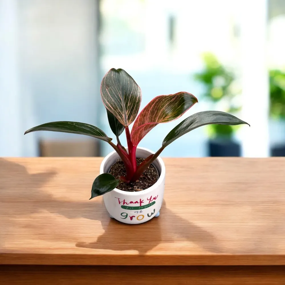 Philodendron ‘Pink Birkin’ babyplant