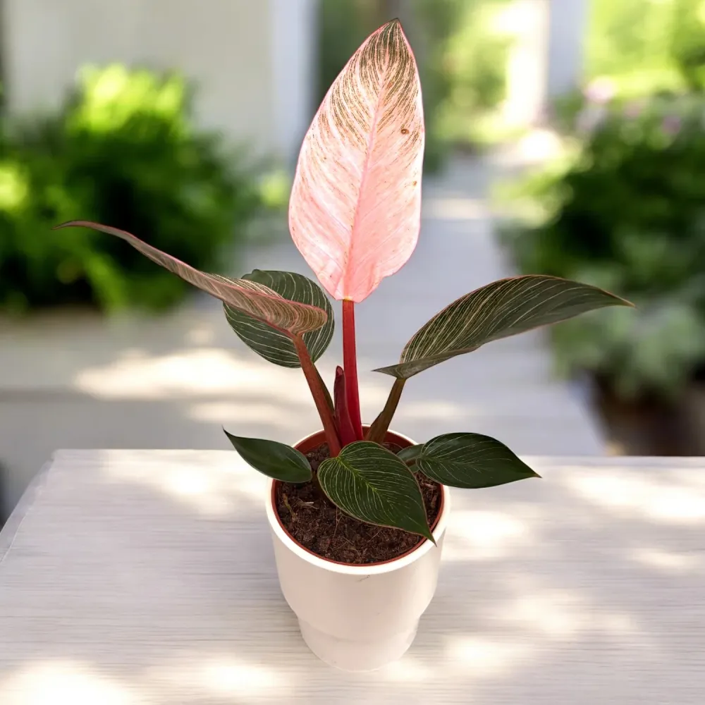 Philodendron ‘Pink Birkin’ – frunzis exotic dungi roz spectaculoase