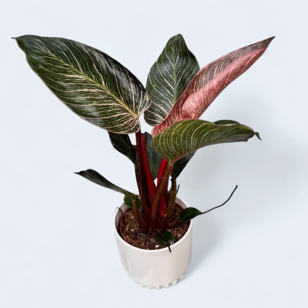Philodendron ‘Pink Birkin’ – frunzis exotic dungi roz spectaculoase