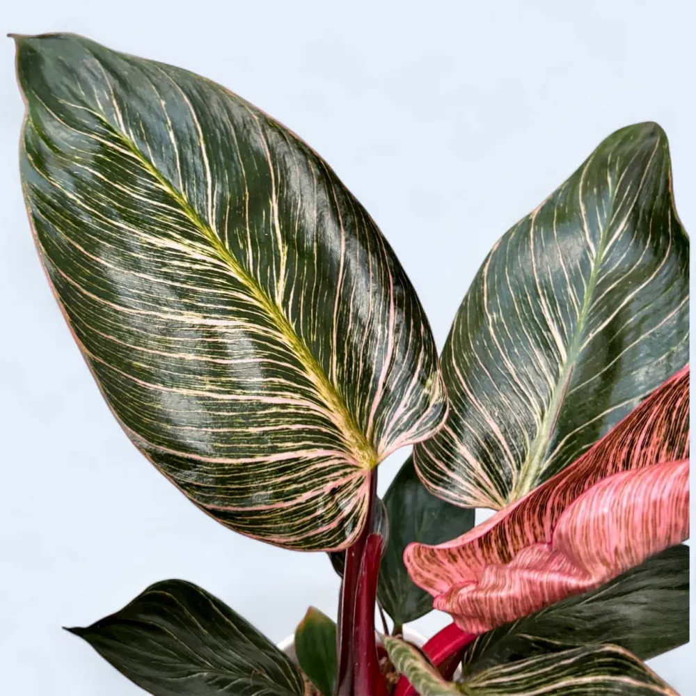 Philodendron ‘Pink Birkin’ – frunzis exotic dungi roz spectaculoase