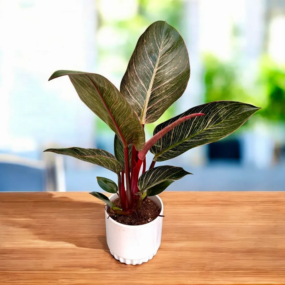 Philodendron ‘Pink Birkin’ – frunzis exotic dungi roz spectaculoase