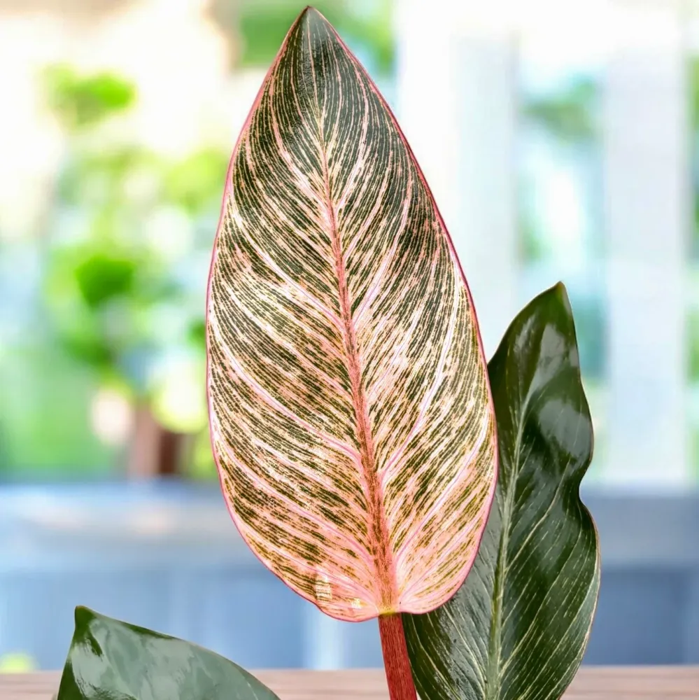 Philodendron ‘Pink Birkin’ – frunzis exotic dungi roz spectaculoase