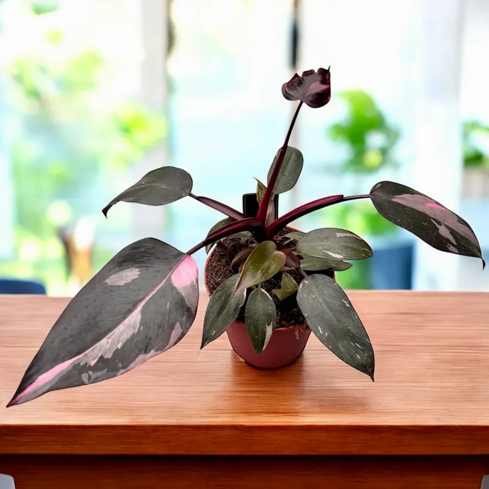 Philodendron 'Pink Princess' D12