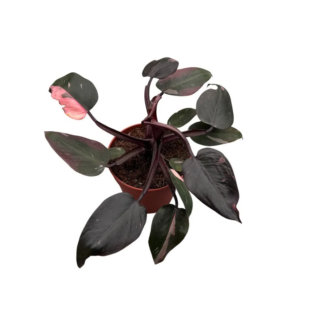 Philodendron 'Pink Princess' D12