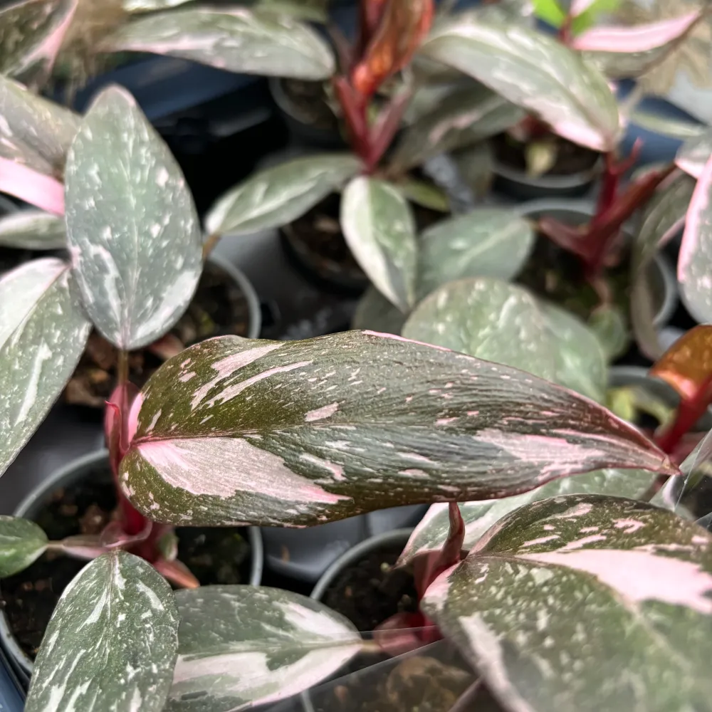 Philodendron 'Pink Princess Marble' D7 (babyplant)