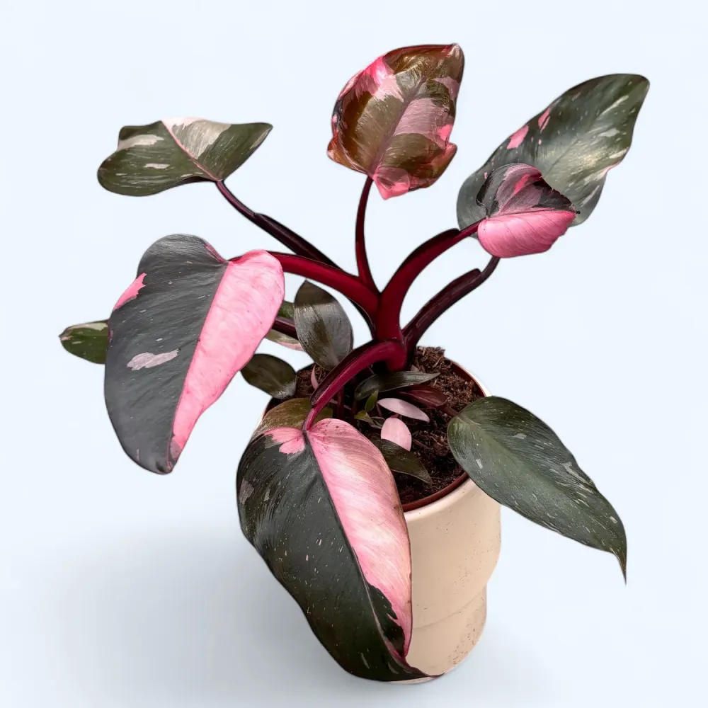 Philodendron 'Pink Princess' unicat
