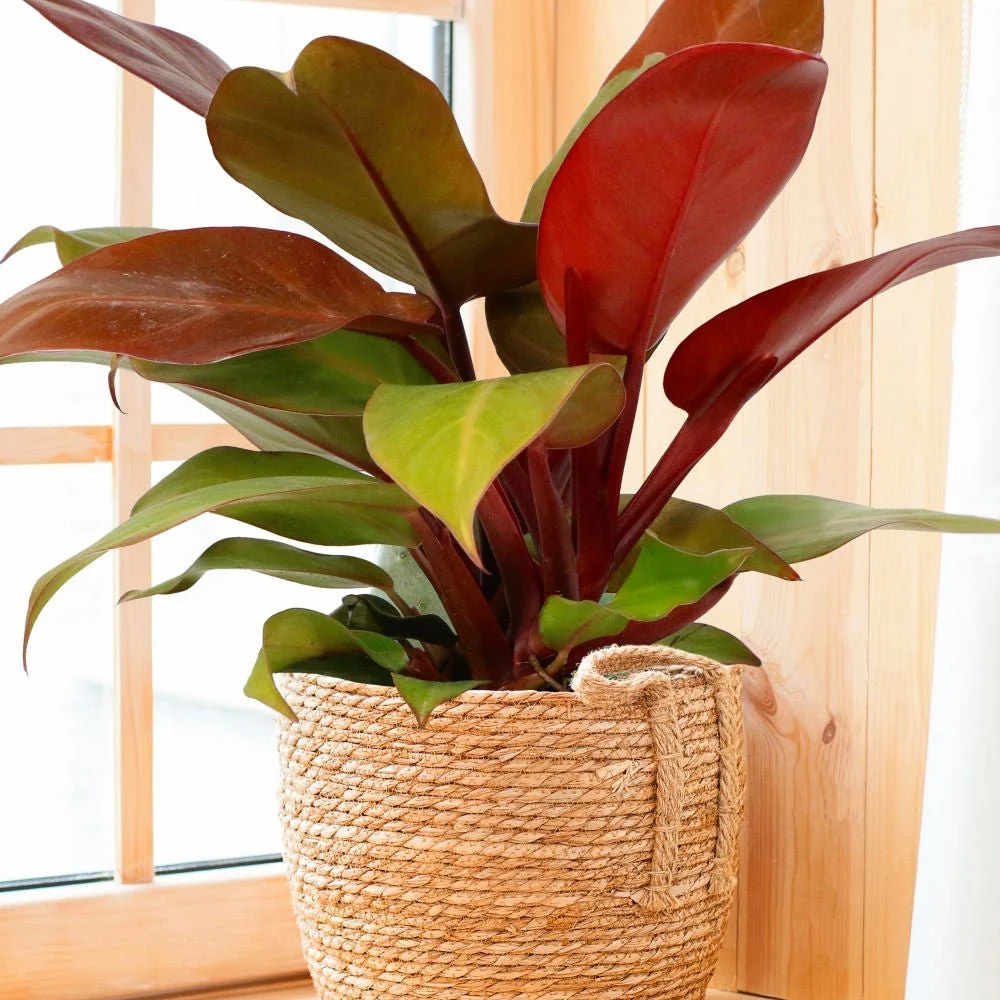 Philodendron Prince Orange