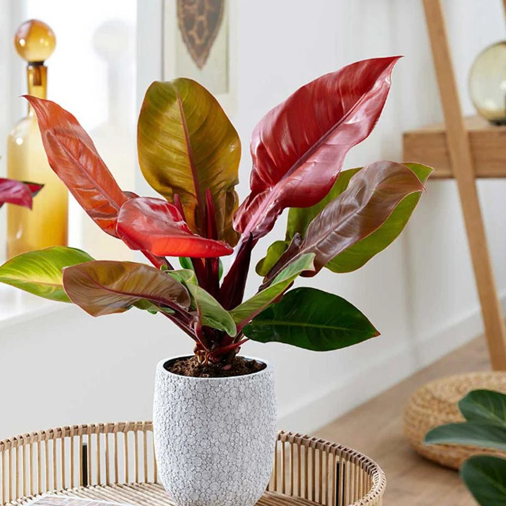 Philodendron Prince Orange