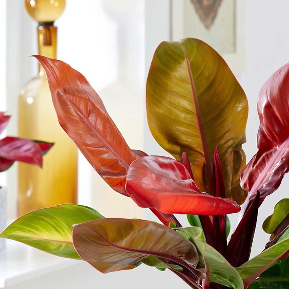 Philodendron Prince Orange