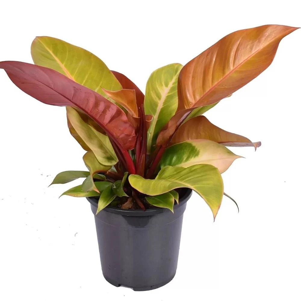 Philodendron Prince Orange, 50 cm