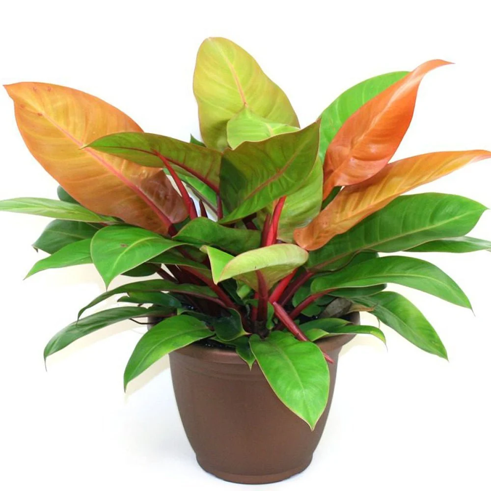 Philodendron Prince Orange, 50 cm