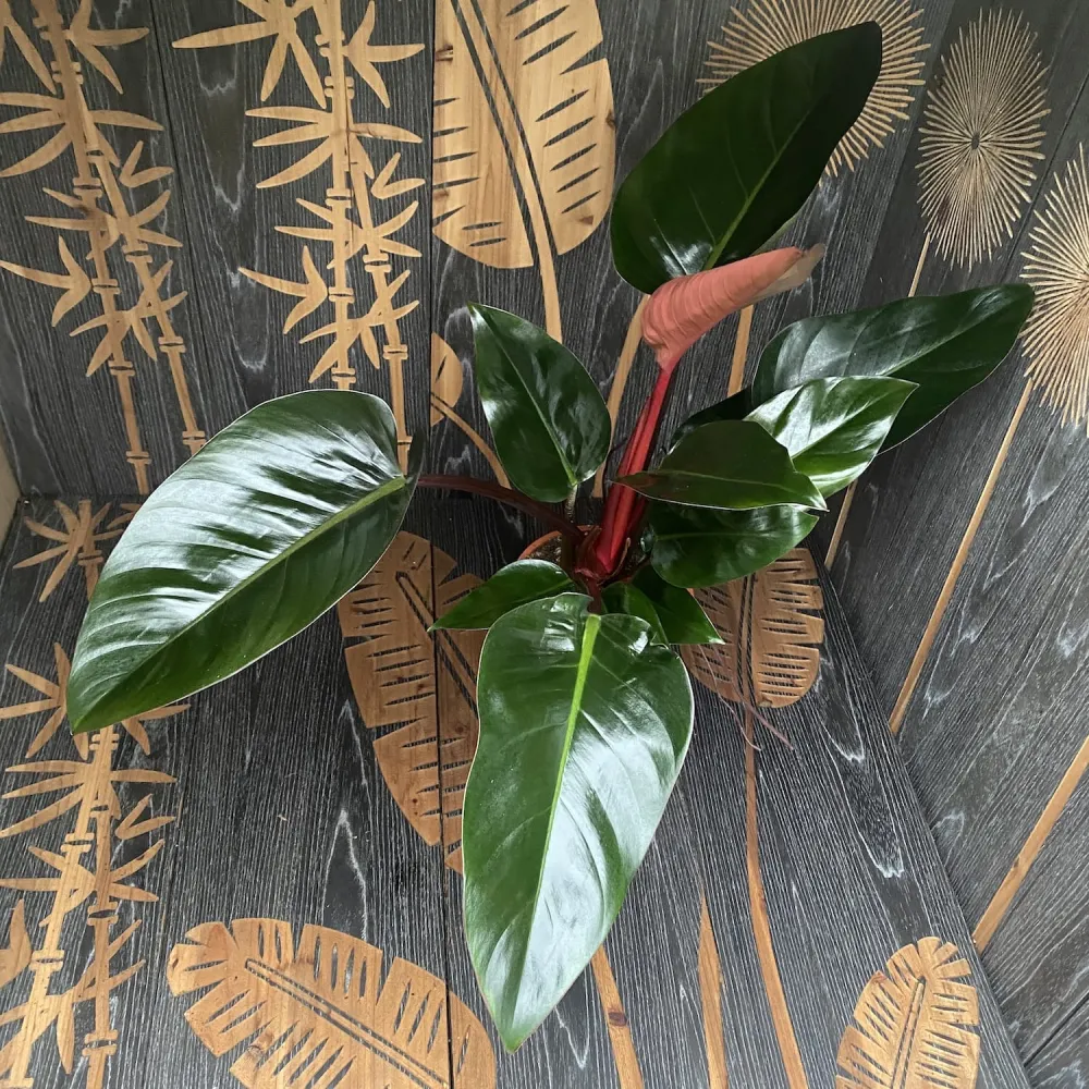 Philodendron Red Congo (Rojo Congo) - exemplare XL