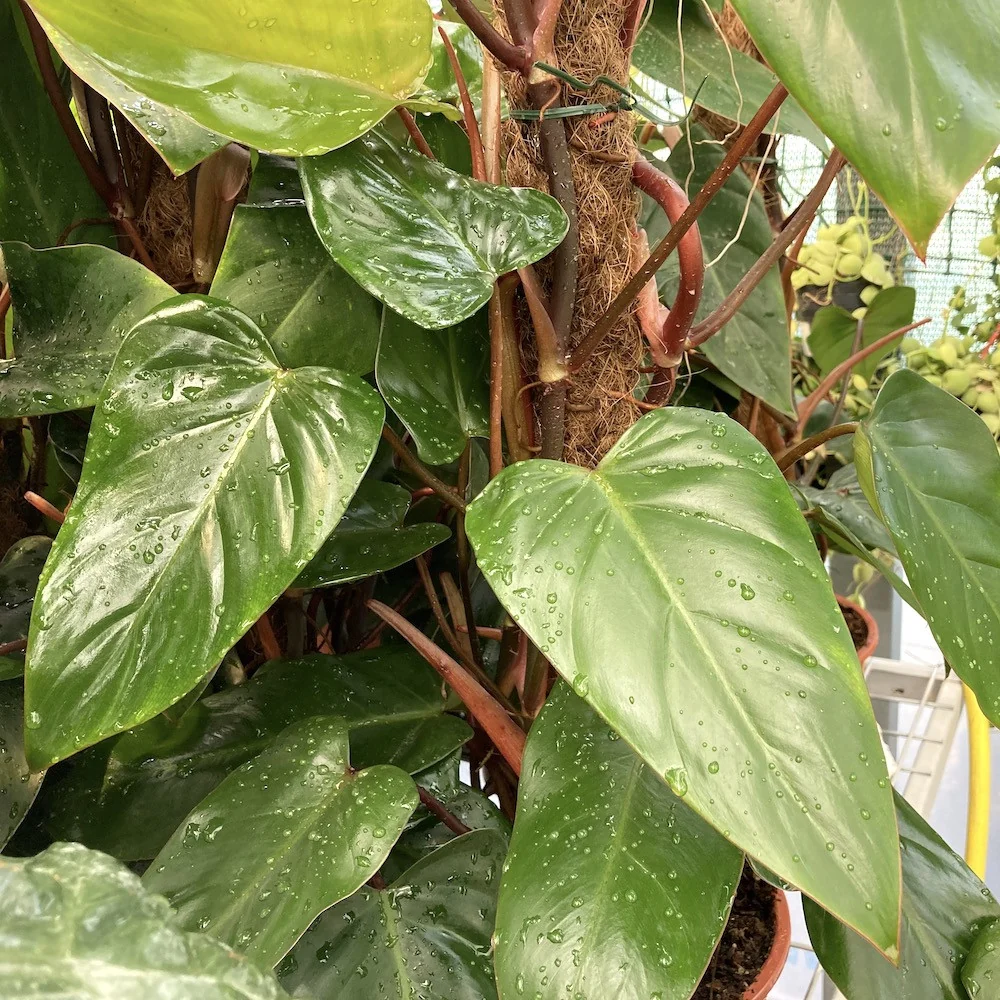 Philodendron Red Emerald (4 plante/ghiveci)