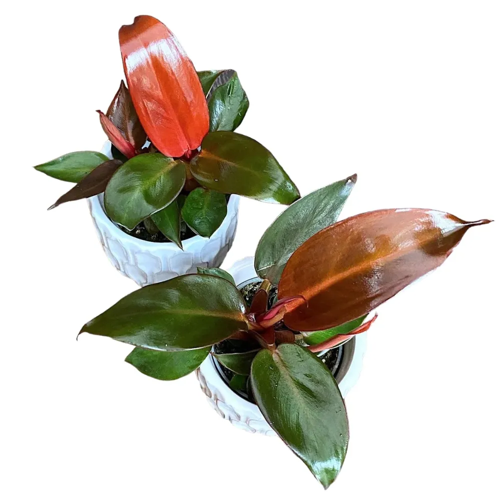 Philodendron Red Sun *babyplant