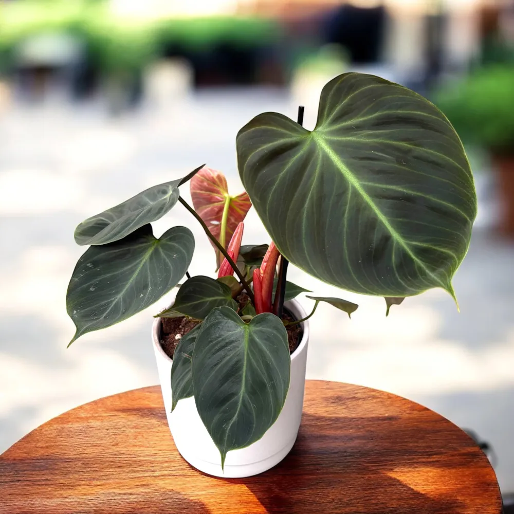 Philodendron rubrijuvenile 'El Choco Red'