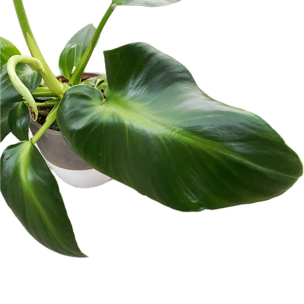Philodendron Rugosum Aberrant Form
