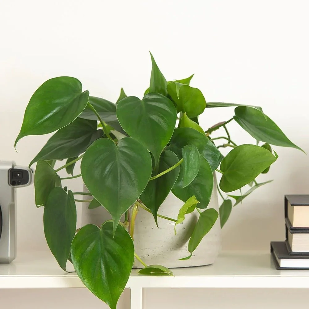 Philodendron Scandens - 35 cm