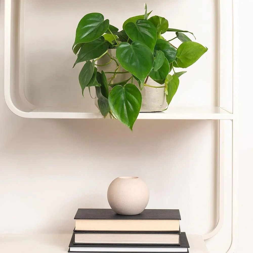 Philodendron Scandens - 35 cm