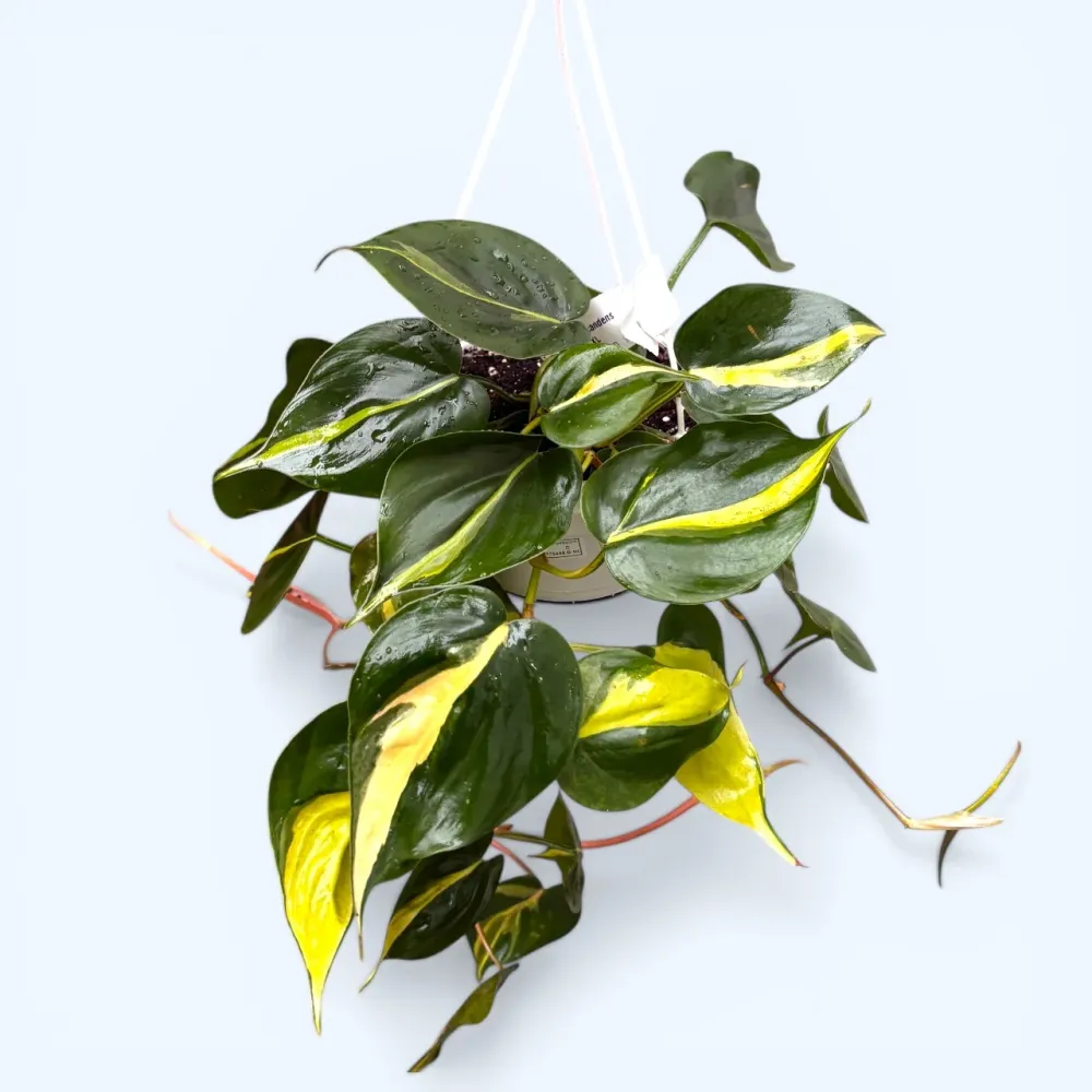 Philodendron scandens 'Brasil' - exemplare XL