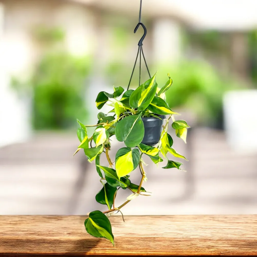 Philodendron scandens 'Brasil' - exemplare XL