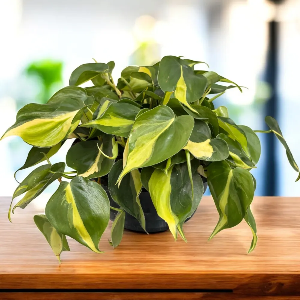 Philodendron scandens ‘Brasil’ XL (6-7 plante/ghiveci)