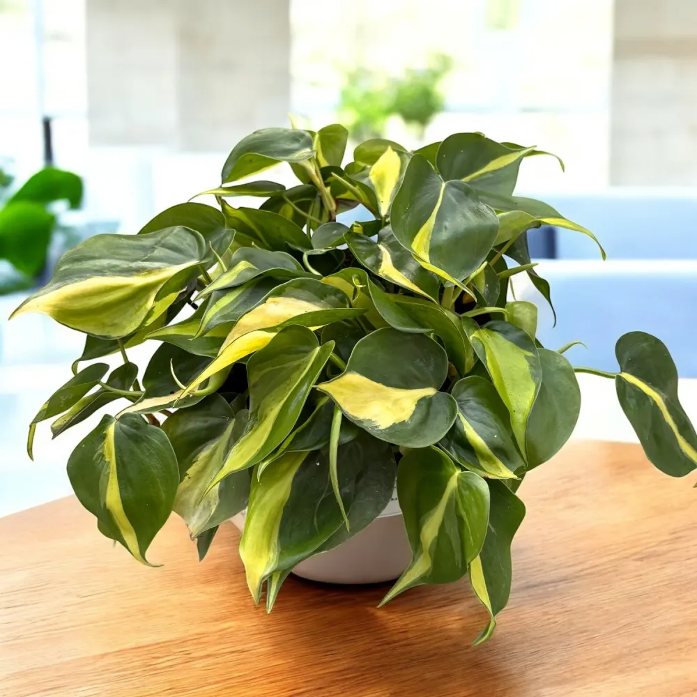 Philodendron scandens ‘Brasil’ XL (6-7 plante/ghiveci)