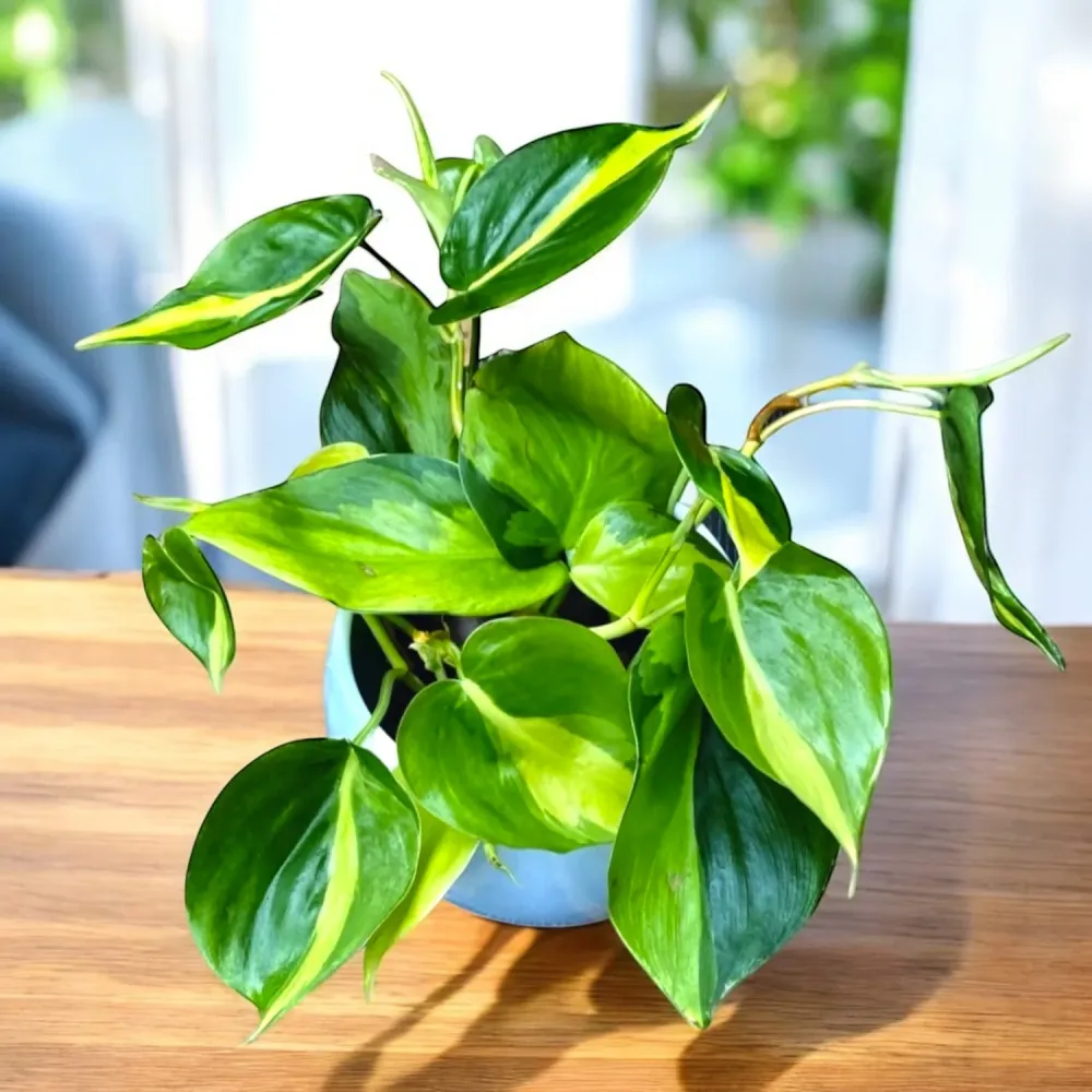 Philodendron scandens ‘Brasil’ (3-4 plante/ghiveci)