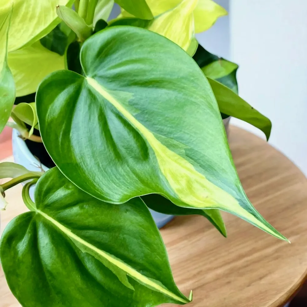 Philodendron scandens ‘Brasil’ (3-4 plante/ghiveci)