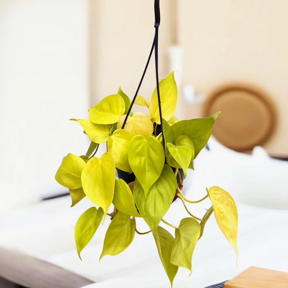 Philodendron scandens 'Micans Lime' (Philodendron Hederaceum Lemon Lime)- exemplare XL