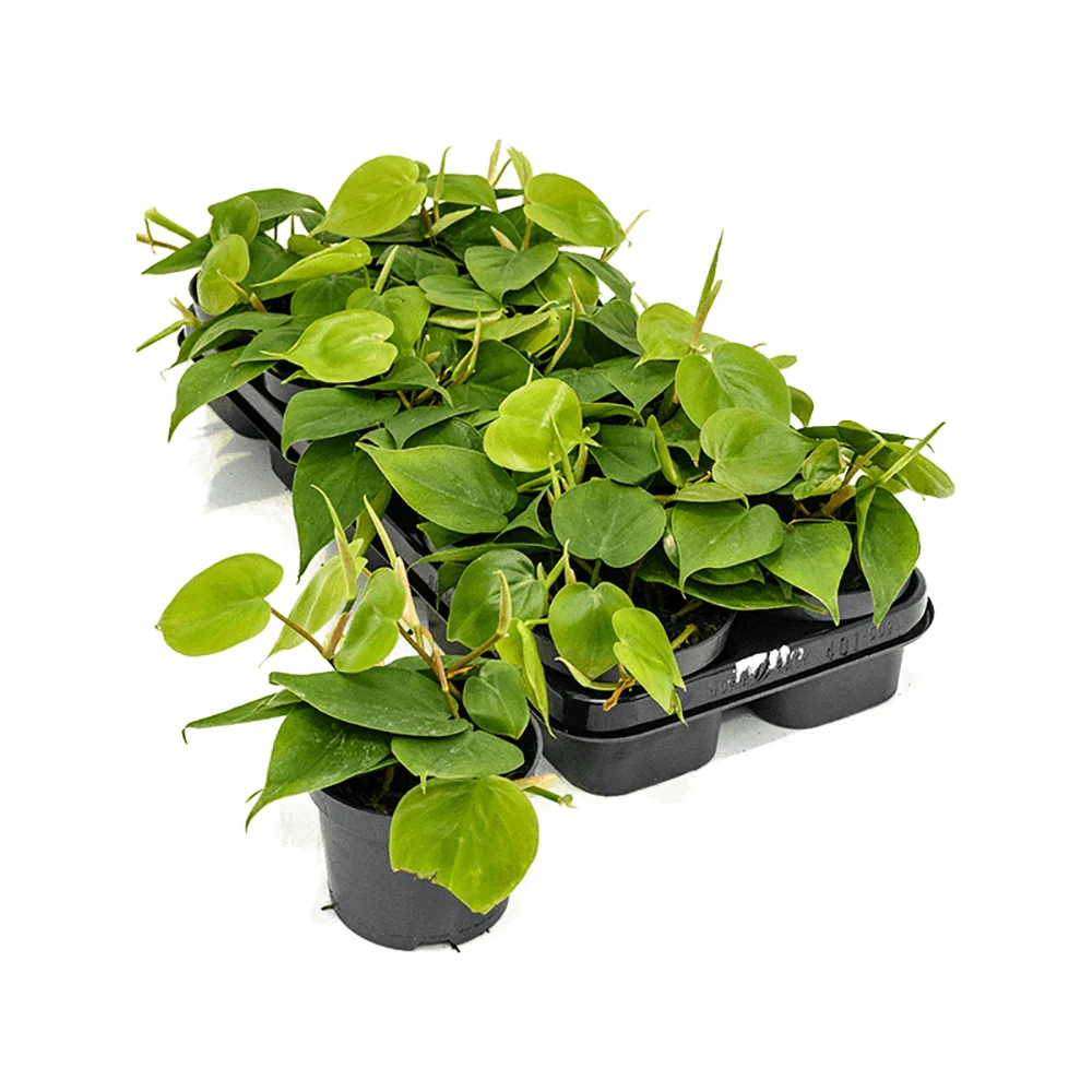 Philodendron Scandens, 25 cm, planta de interior