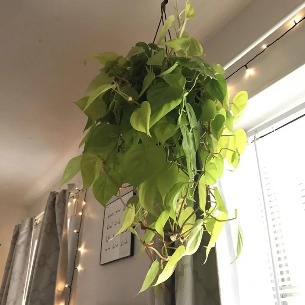 Philodendron Scandens, 25 cm, planta de interior