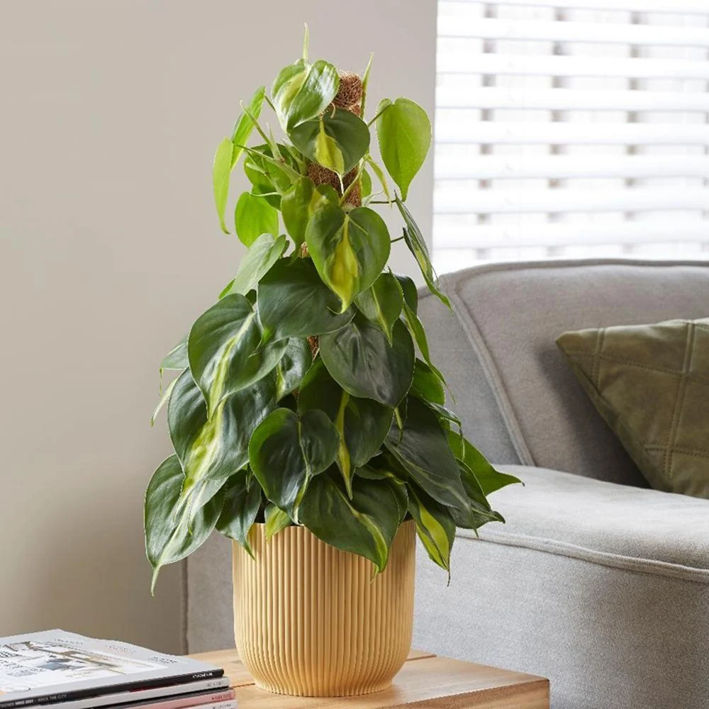 Philodendron Scandens, 25 cm, planta de interior
