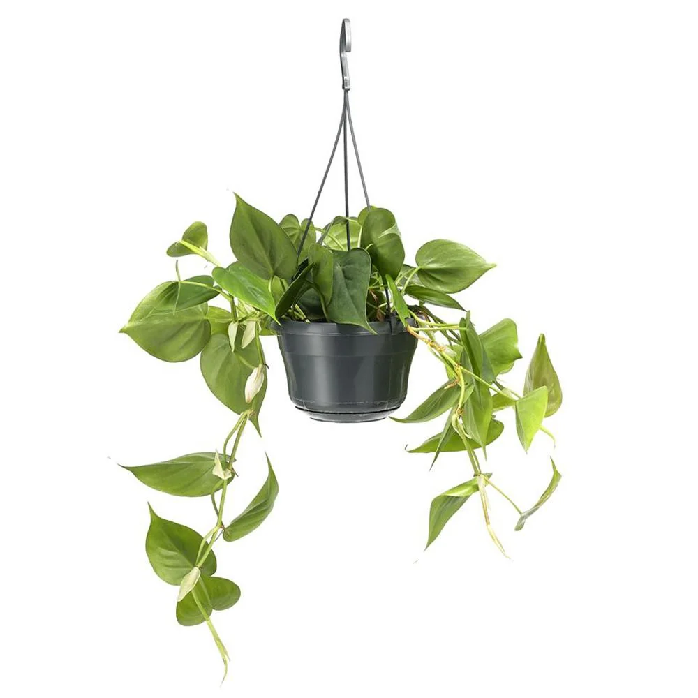 Philodendron Scandens, 25 cm, planta de interior