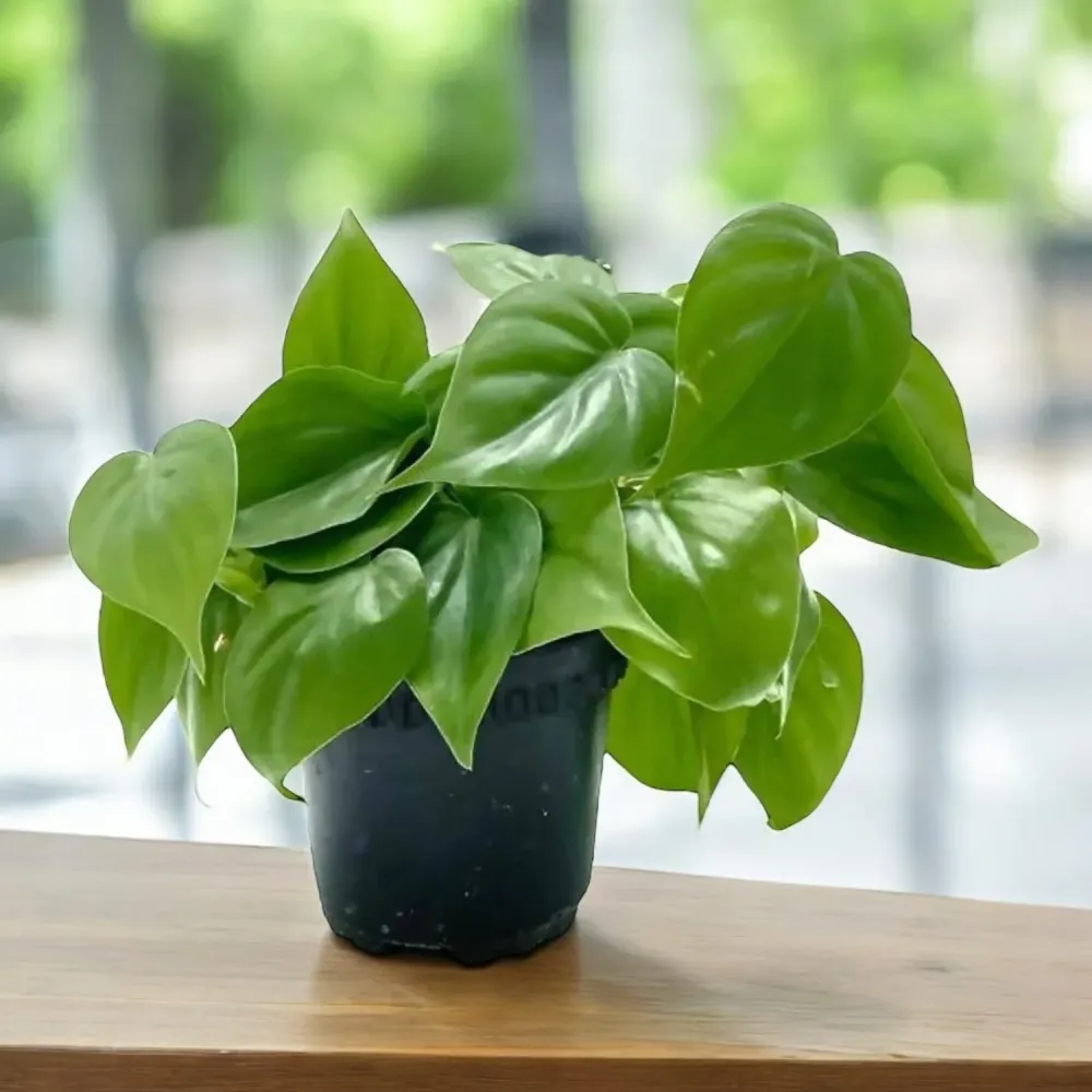 Philodendron scandens – planta de interior cu crestere rapida si frunze forma de inima