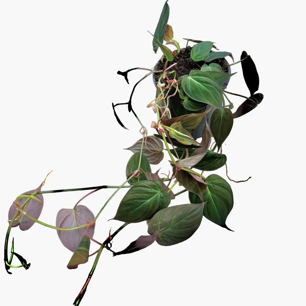 Philodendron scandens subsp. micans D15